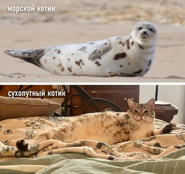 Завалялось тут случайно немного забавных картинок