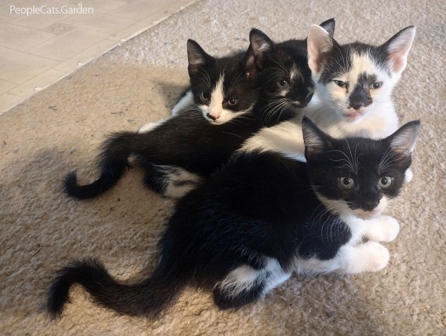 Котэ, совэ и все-все-все