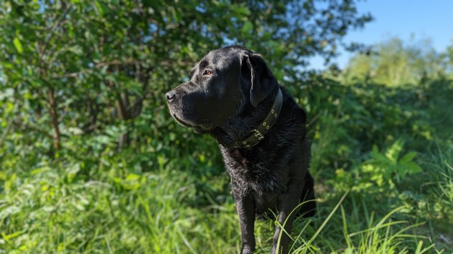 Собакочетверг