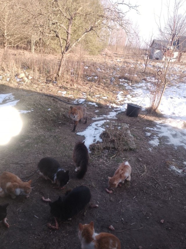 Жизнь домашнего приюта для котеек 532