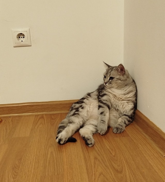 Нефотогеничный кот