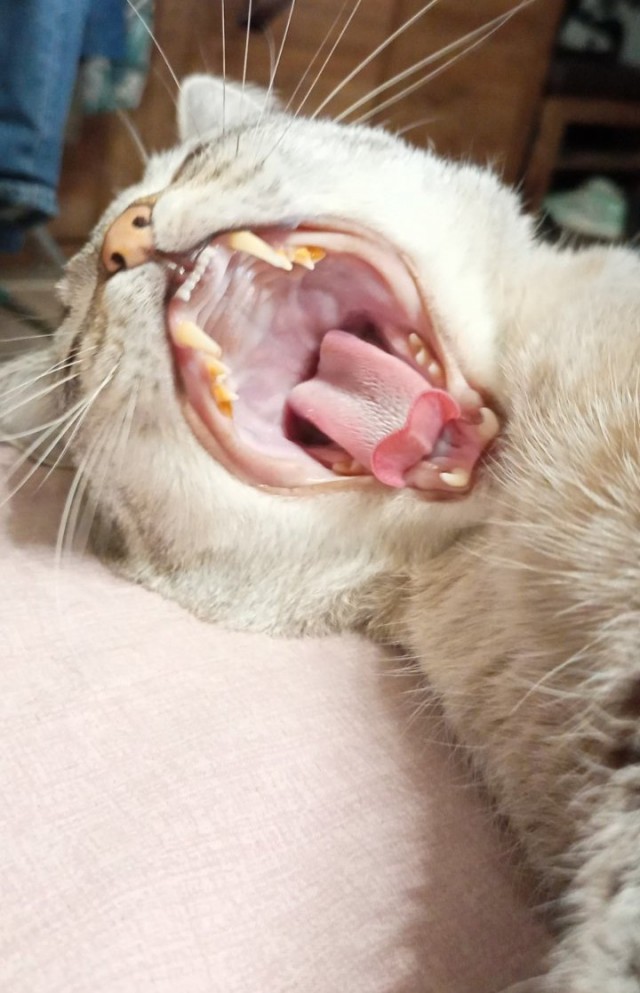 Нефотогеничный кот