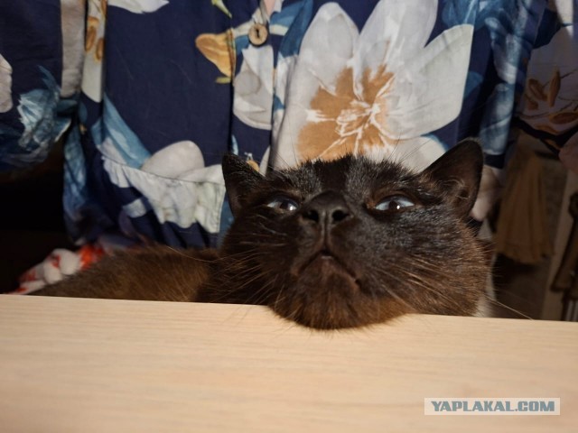 С котовторником!