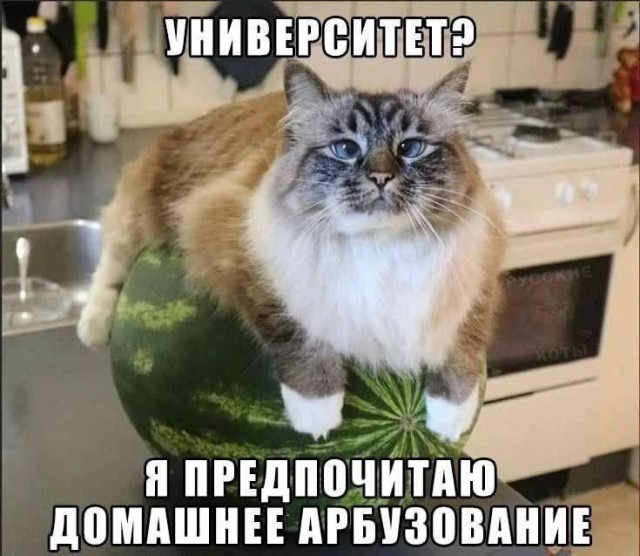 Картинки для деградации 42 (разной степени свежести)