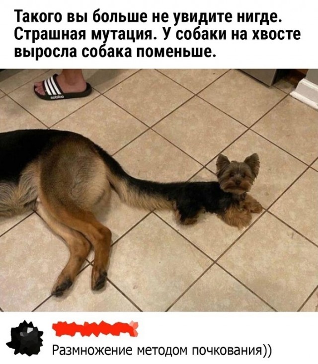 Картинки для деградации 73 (разной степени свежести)