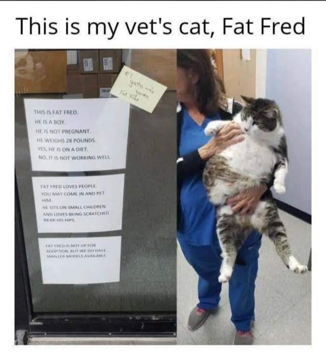 Кот ветеринара:)