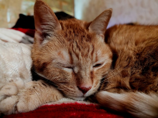 Котëнок-заморыш стал красивой кошкой