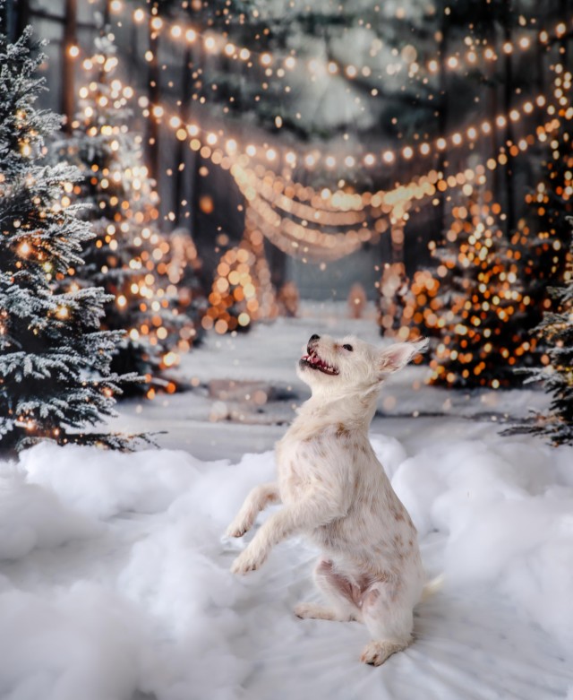 Праздничные фото австралийской пастушьей собаки