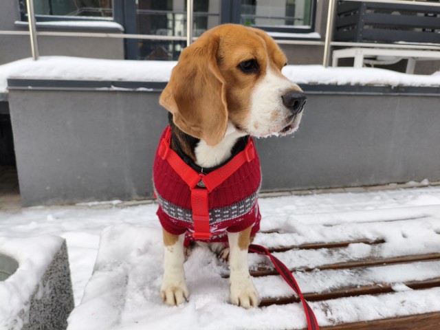 Собакочетверг