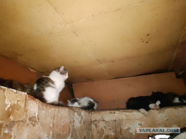 Жизнь домашнего приюта для котеек 570