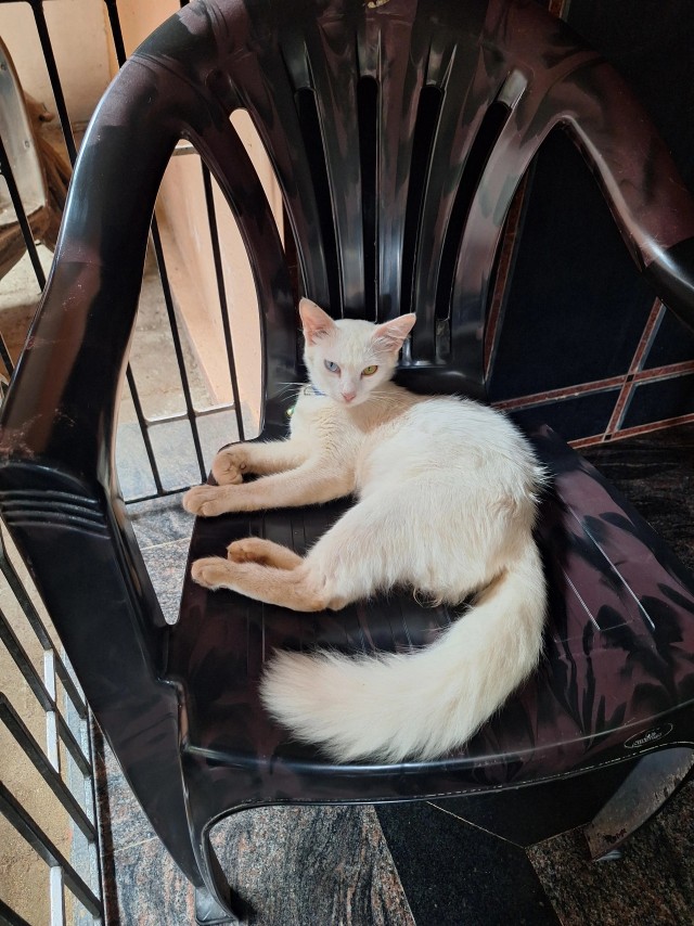 Рандомных фото котов тред