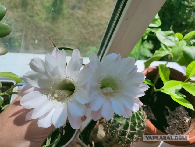 Поздравляю всех причастных с праздником!