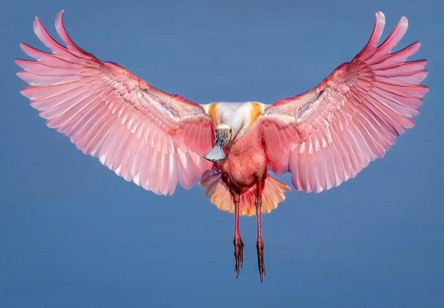 Победители конкурса European Photography Awards 2026 в номинации «Природа»