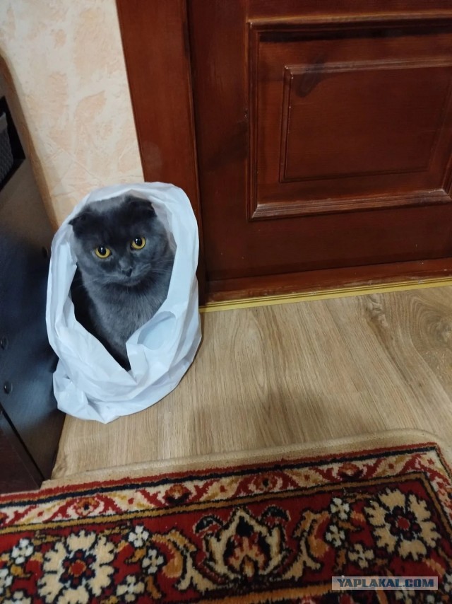 Котовторник.