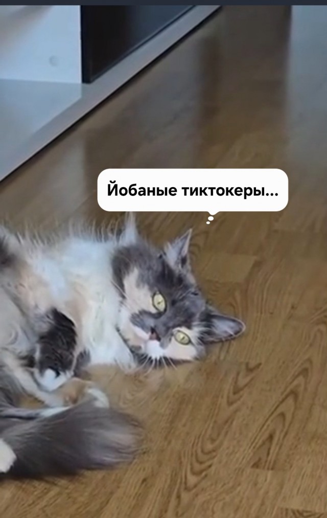 Переводчик не наврал
