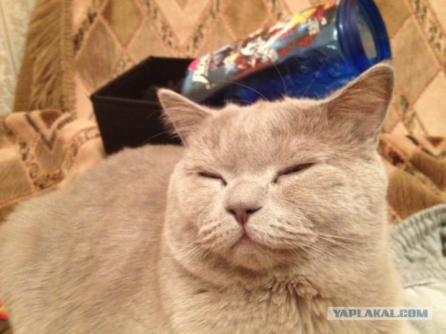 Котовторник 17.09.2013