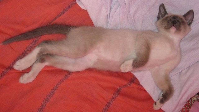 Котовторник на 24.09.2013г