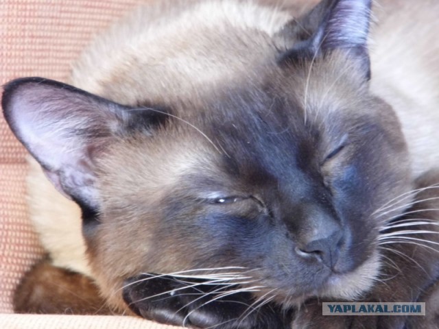Котовторник 8.10.2013