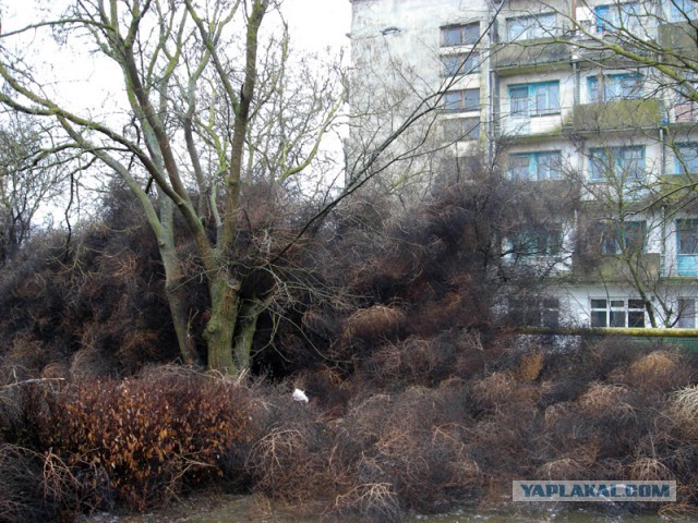 Поселок Мирный атакуют растения