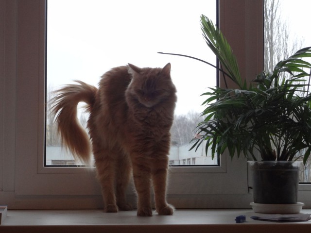 Котовторник 4.02.2014