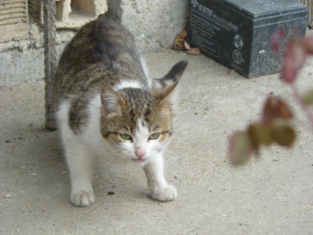 Котовторник