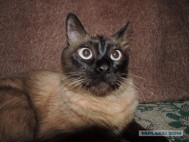 Котовторник 07 04 2015