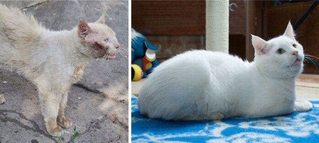 Выжившие кошки, которых спасли и полюбили
