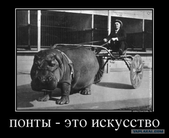 Куда ни глянь – везде понты