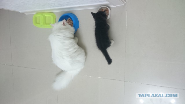Котовторник 15-09-2015 !