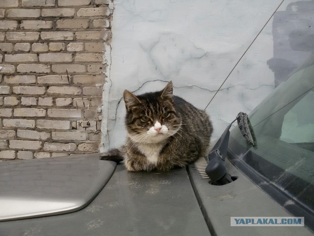 Из Новосиба в Питер, очень коротко