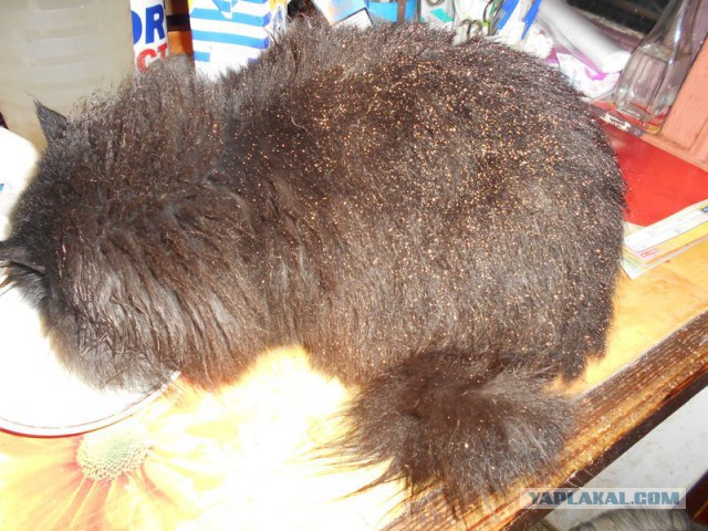 Жизнь домашнего приюта для котеек 92