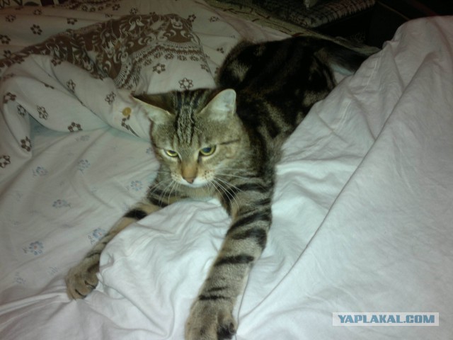 Котовторник 16.02.16