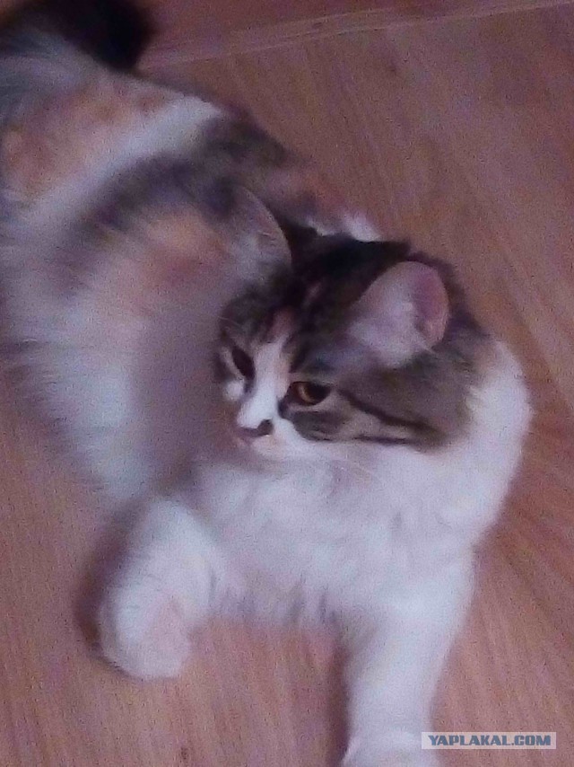 Котовторник 15.03