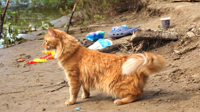 Домашние коты на природе