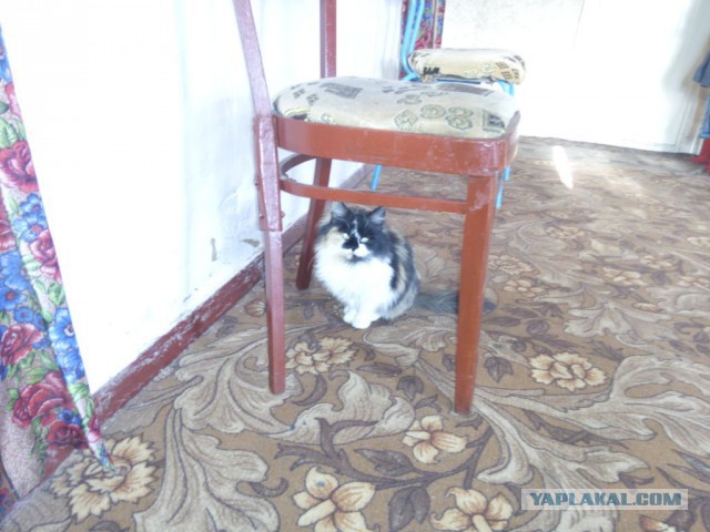 Котовторник  14.06.2016