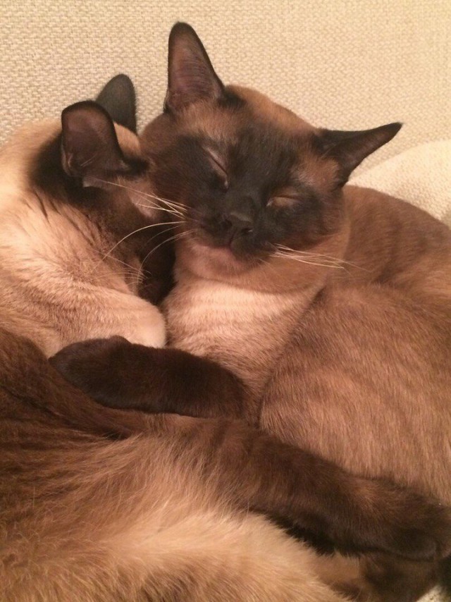 Коты из сети
