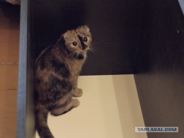 Знакомитесь! Это Жужа...