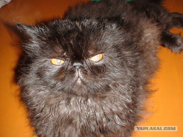 Кошкин день