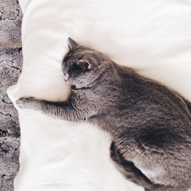 Коты и Кошки