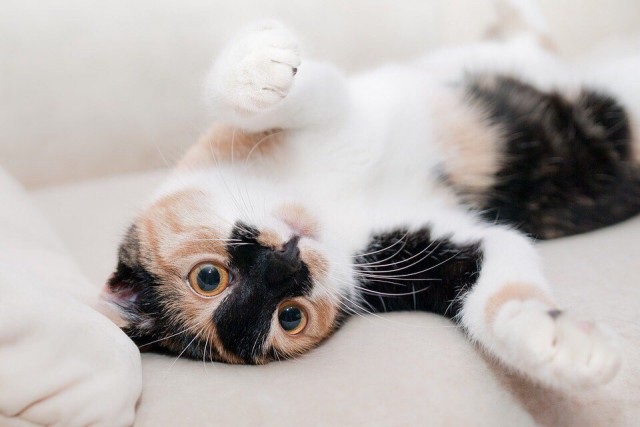 Коты и Кошки