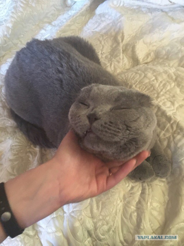 Котовторник 1.08.17