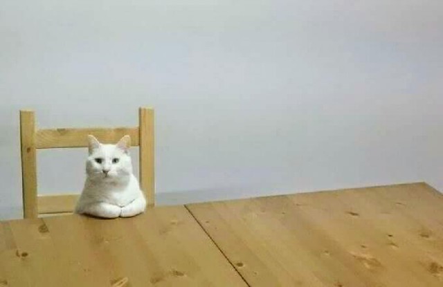 Коты и Кошки