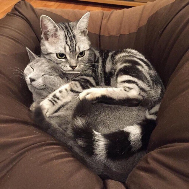 Коты и Кошки