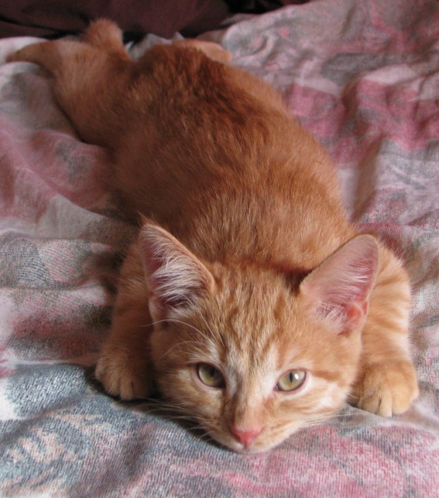 Коты и Кошки