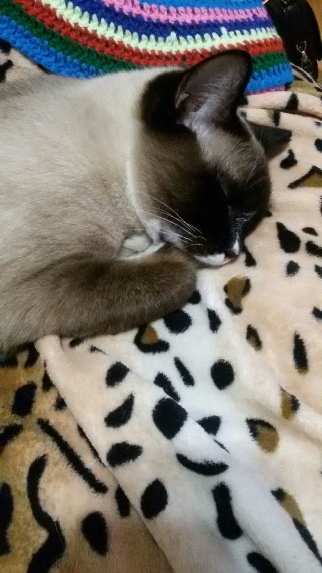 Когда повезло с котом.