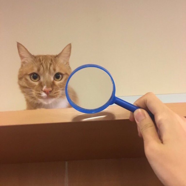Коты и Кошки