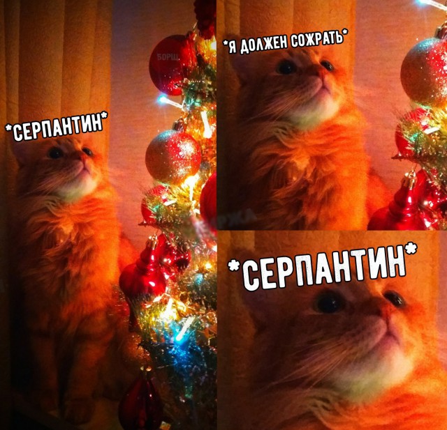 Прикольных котов пост