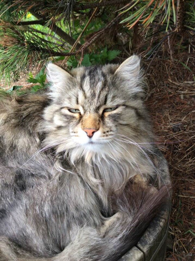 Котовторник  12.06.2018