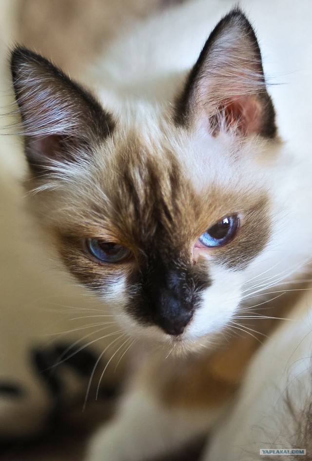 Котовторник (20.01)