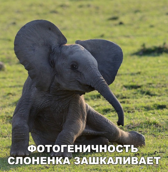 Милые животные. Мимиметр сломался